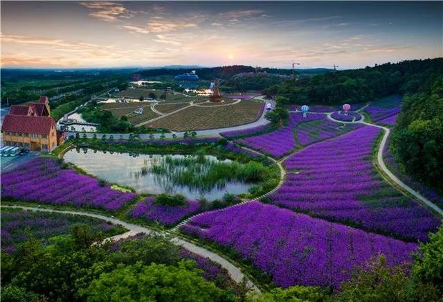 南京大塘金香草谷团建基